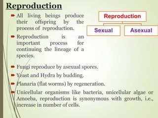 Reproduction
 All living beings produce
their offspring by the
process of reproduction.
 Reproduction is an
important process for
continuing the lineage of a
species.
Reproduction
Sexual Asexual
 Fungi reproduce by asexual spores.
 Yeast and Hydra by budding.
 Planaria (flat worms) by regeneration.
 Unicellular organisms like bacteria, unicellular algae or
Amoeba, reproduction is synonymous with growth, i.e.,
increase in number of cells.
 