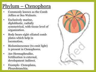 Phylum – Ctenophora
• Commonly known as the Comb
Jellies or Sea Walnuts.
• Exclusively marine,
diploblastic, radially
symmetrical, with tissue level of
organization.
• Body bears eight ciliated comb
plates which help in
locomotion.
• Bioluminescence (to emit light)
is present in Ctenophores.
• Are Hermaphrodite,
fertilisation is external,
development indirect.
• Example- Ctenoplana,
Pleurobranchia.
 