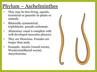 Phylum – Aschelminthes
• They may be free-living, aquatic,
terrestrial or parasitic in plants or
animals.
• Bilaterally symmetrical,
triploblastic, pseudo coelomate.
• Alimentary canal is complete with
well-developed muscular pharynx.
• They are Dioecious. Females are
longer than male.
• Example- Ascaris (round worm),
Wucheriria(filarial worm),
Ancyclostoma.
 