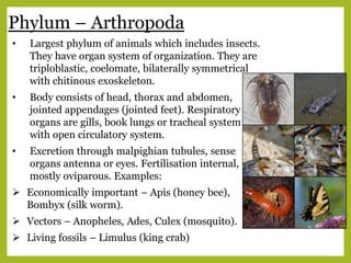 Phylum – Arthropoda
• Largest phylum of animals which includes insects.
They have organ system of organization. They are
triploblastic, coelomate, bilaterally symmetrical
with chitinous exoskeleton.
• Body consists of head, thorax and abdomen,
jointed appendages (jointed feet). Respiratory
organs are gills, book lungs or tracheal system
with open circulatory system.
• Excretion through malpighian tubules, sense
organs antenna or eyes. Fertilisation internal,
mostly oviparous. Examples:
 Economically important – Apis (honey bee),
Bombyx (silk worm).
 Vectors – Anopheles, Ades, Culex (mosquito).
 Living fossils – Limulus (king crab)
 