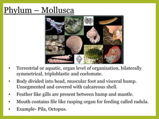 Phylum – Mollusca
• Terrestrial or aquatic, organ level of organization, bilaterally
symmetrical, triploblastic and coelomate.
• Body divided into head, muscular foot and visceral hump.
Unsegmented and covered with calcareous shell.
• Feather like gills are present between hump and mantle.
• Mouth contains file like rasping organ for feeding called radula.
• Example- Pila, Octopus.
 