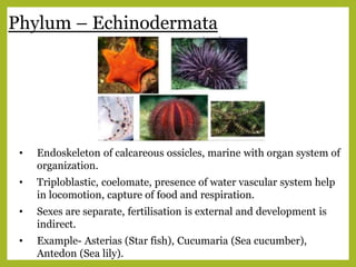 Phylum – Echinodermata
• Endoskeleton of calcareous ossicles, marine with organ system of
organization.
• Triploblastic, coelomate, presence of water vascular system help
in locomotion, capture of food and respiration.
• Sexes are separate, fertilisation is external and development is
indirect.
• Example- Asterias (Star fish), Cucumaria (Sea cucumber),
Antedon (Sea lily).
 