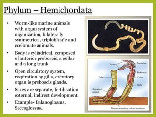 Phylum – Hemichordata
• Worm-like marine animals
with organ system of
organization, bilaterally
symmetrical, triploblastic and
coelomate animals.
• Body is cylindrical, composed
of anterior proboscis, a collar
and a long trunk.
• Open circulatory system,
respiration by gills, excretory
organ is proboscis glands.
• Sexes are separate, fertilisation
external, indirect development.
• Example- Balanoglossus,
Saccoglossus..
 