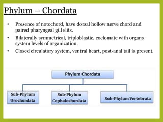 Phylum – Chordata
• Presence of notochord, have dorsal hollow nerve chord and
paired pharyngeal gill slits.
• Bilaterally symmetrical, triploblastic, coelomate with organs
system levels of organization.
• Closed circulatory system, ventral heart, post-anal tail is present.
 