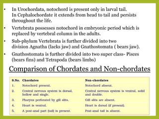 Comparison of Chordates and Non-chordates
• In Urochordata, notochord is present only in larval tail.
In Cephalochordate it extends from head to tail and persists
throughout the life.
• Vertebrata possesses notochord in embryonic period which is
replaced by vertebral column in the adults.
• Sub-phylum Vertebrata is further divided into two
division Agnatha (lacks jaw) and Gnathostomata ( bears jaw).
• Gnathostomata is further divided into two super class- Pisces
(bears fins) and Tetrapoda (bears limbs)
 