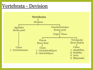 Vertebrata - Devision
 
