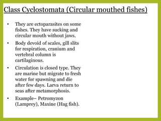 Class Cyclostomata (Circular mouthed fishes)
• They are ectoparasites on some
fishes. They have sucking and
circular mouth without jaws.
• Body devoid of scales, gill slits
for respiration, cranium and
vertebral column is
cartilaginous.
• Circulation is closed type. They
are marine but migrate to fresh
water for spawning and die
after few days. Larva return to
seas after metamorphosis.
• Example– Petromyzon
(Lamprey), Maxine (Hag fish).
 