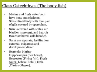Class Ostechthyes (The body fish)
• Marine and fresh water both
have bony endoskeleton.
Streamlined body with four pair
of gills covered by operculum.
• Skin is covered with scales, air
bladder is present, and heart is
two chambered, cold blooded.
• Sexes are separate, fertilisation
external, oviparous and
development direct.
• Example: Marine-
Hippocampus (Sea horse),
Exocoetus (Flying fish). Fresh
water- Labeo (Rohu), Catla
,Clarias (Magur).
 