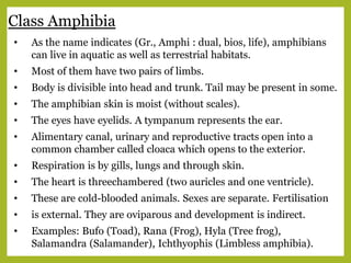 Class Amphibia
• As the name indicates (Gr., Amphi : dual, bios, life), amphibians
can live in aquatic as well as terrestrial habitats.
• Most of them have two pairs of limbs.
• Body is divisible into head and trunk. Tail may be present in some.
• The amphibian skin is moist (without scales).
• The eyes have eyelids. A tympanum represents the ear.
• Alimentary canal, urinary and reproductive tracts open into a
common chamber called cloaca which opens to the exterior.
• Respiration is by gills, lungs and through skin.
• The heart is threechambered (two auricles and one ventricle).
• These are cold-blooded animals. Sexes are separate. Fertilisation
• is external. They are oviparous and development is indirect.
• Examples: Bufo (Toad), Rana (Frog), Hyla (Tree frog),
Salamandra (Salamander), Ichthyophis (Limbless amphibia).
 