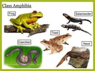 Class Amphibia
 
