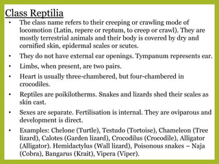 Class Reptilia
• The class name refers to their creeping or crawling mode of
locomotion (Latin, repere or reptum, to creep or crawl). They are
mostly terrestrial animals and their body is covered by dry and
cornified skin, epidermal scales or scutes.
• They do not have external ear openings. Tympanum represents ear.
• Limbs, when present, are two pairs.
• Heart is usually three-chambered, but four-chambered in
crocodiles.
• Reptiles are poikilotherms. Snakes and lizards shed their scales as
skin cast.
• Sexes are separate. Fertilisation is internal. They are oviparous and
development is direct.
• Examples: Chelone (Turtle), Testudo (Tortoise), Chameleon (Tree
lizard), Calotes (Garden lizard), Crocodilus (Crocodile), Alligator
(Alligator). Hemidactylus (Wall lizard), Poisonous snakes – Naja
(Cobra), Bangarus (Krait), Vipera (Viper).
 
