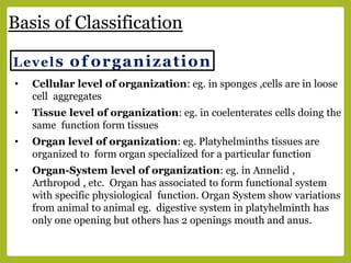 Basis of Classification
Levels of organization
• Cellular level of organization: eg. in sponges ,cells are in loose
cell aggregates
• Tissue level of organization: eg. in coelenterates cells doing the
same function form tissues
• Organ level of organization: eg. Platyhelminths tissues are
organized to form organ specialized for a particular function
• Organ-System level of organization: eg. in Annelid ,
Arthropod , etc. Organ has associated to form functional system
with specific physiological function. Organ System show variations
from animal to animal eg. digestive system in platyhelminth has
only one opening but others has 2 openings mouth and anus.
 