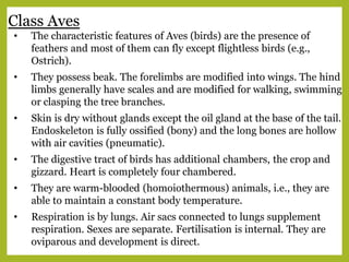 Class Aves
• The characteristic features of Aves (birds) are the presence of
feathers and most of them can fly except flightless birds (e.g.,
Ostrich).
• They possess beak. The forelimbs are modified into wings. The hind
limbs generally have scales and are modified for walking, swimming
or clasping the tree branches.
• Skin is dry without glands except the oil gland at the base of the tail.
Endoskeleton is fully ossified (bony) and the long bones are hollow
with air cavities (pneumatic).
• The digestive tract of birds has additional chambers, the crop and
gizzard. Heart is completely four chambered.
• They are warm-blooded (homoiothermous) animals, i.e., they are
able to maintain a constant body temperature.
• Respiration is by lungs. Air sacs connected to lungs supplement
respiration. Sexes are separate. Fertilisation is internal. They are
oviparous and development is direct.
 
