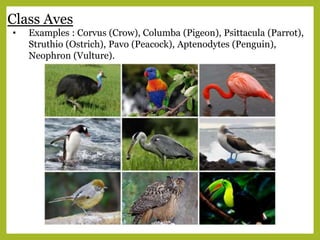 Class Aves
• Examples : Corvus (Crow), Columba (Pigeon), Psittacula (Parrot),
Struthio (Ostrich), Pavo (Peacock), Aptenodytes (Penguin),
Neophron (Vulture).
 