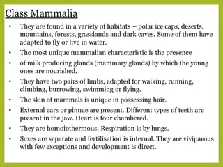 Class Mammalia
• They are found in a variety of habitats – polar ice caps, deserts,
mountains, forests, grasslands and dark caves. Some of them have
adapted to fly or live in water.
• The most unique mammalian characteristic is the presence
• of milk producing glands (mammary glands) by which the young
ones are nourished.
• They have two pairs of limbs, adapted for walking, running,
climbing, burrowing, swimming or flying.
• The skin of mammals is unique in possessing hair.
• External ears or pinnae are present. Different types of teeth are
present in the jaw. Heart is four chambered.
• They are homoiothermous. Respiration is by lungs.
• Sexes are separate and fertilisation is internal. They are viviparous
with few exceptions and development is direct.
 