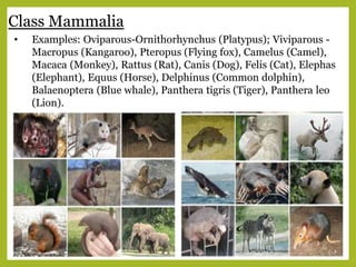 Class Mammalia
• Examples: Oviparous-Ornithorhynchus (Platypus); Viviparous -
Macropus (Kangaroo), Pteropus (Flying fox), Camelus (Camel),
Macaca (Monkey), Rattus (Rat), Canis (Dog), Felis (Cat), Elephas
(Elephant), Equus (Horse), Delphinus (Common dolphin),
Balaenoptera (Blue whale), Panthera tigris (Tiger), Panthera leo
(Lion).
 