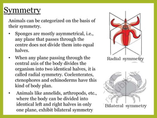 Symmetry
Animals can be categorized on the basis of
their symmetry.
• Sponges are mostly asymmetrical, i.e.,
any plane that passes through the
centre does not divide them into equal
halves.
• When any plane passing through the
central axis of the body divides the
organism into two identical halves, it is
called radial symmetry. Coelenterates,
ctenophores and echinoderms have this
kind of body plan.
• Animals like annelids, arthropods, etc.,
where the body can be divided into
identical left and right halves in only
one plane, exhibit bilateral symmetry
 
