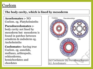 Coelom
Acoelomates :- NO
Coelom. eg. Platyhelminths
Pseudoceolomates :-
body cavity not lined by
mesoderm but mesoderm is
found in patches between
ectoderm & endoderm eg.
Aschelminths
Coelomate:- having true
Coelom. eg. annelids,
molluscs, arthropods,
echinoderms,
hemichordates and
chordates
The body cavity, which is lined by mesoderm
 
