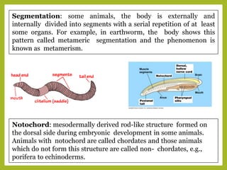 Segmentation: some animals, the body is externally and
internally divided into segments with a serial repetition of at least
some organs. For example, in earthworm, the body shows this
pattern called metameric segmentation and the phenomenon is
known as metamerism.
Notochord: mesodermally derived rod-like structure formed on
the dorsal side during embryonic development in some animals.
Animals with notochord are called chordates and those animals
which do not form this structure are called non- chordates, e.g.,
porifera to echinoderms.
 