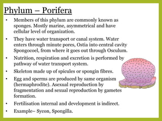 Phylum – Porifera
• Members of this phylum are commonly known as
sponges. Mostly marine, asymmetrical and have
cellular level of organization.
• They have water transport or canal system. Water
enters through minute pores, Ostia into central cavity
Spongocoel, from where it goes out through Osculum.
• Nutrition, respiration and excretion is performed by
pathway of water transport system.
• Skeleton made up of spicules or spongin fibres.
• Egg and sperms are produced by same organism
(hermaphrodite). Asexual reproduction by
fragmentation and sexual reproduction by gametes
formation.
• Fertilisation internal and development is indirect.
• Example– Sycon, Spongilla.
 