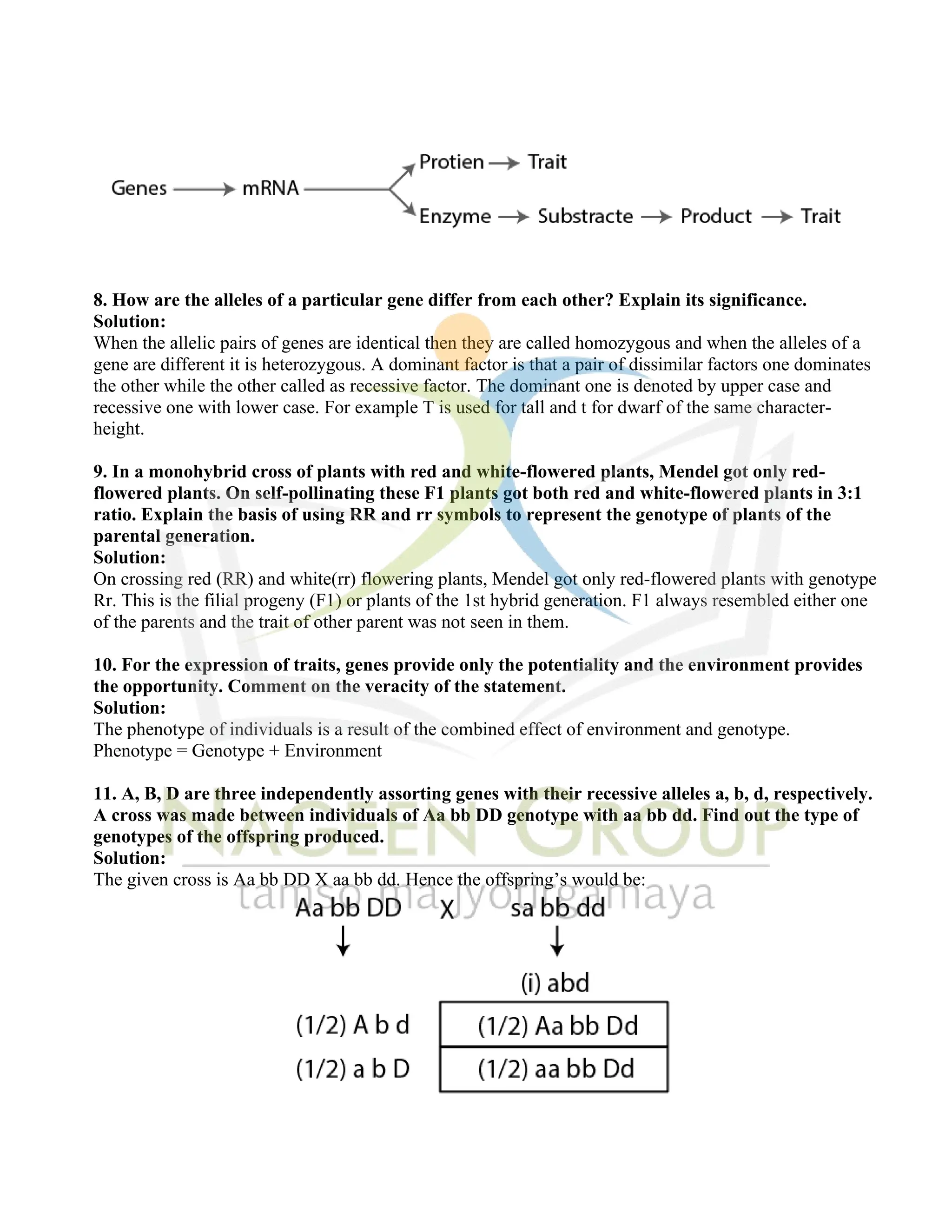 8. How are the alleles of a particular gene differ from each other? Explain its significance.
Solution:
When the allelic pairs of genes are identical then they are called homozygous and when the alleles of a
gene are different it is heterozygous. A dominant factor is that a pair of dissimilar factors one dominates
the other while the other called as recessive factor. The dominant one is denoted by upper case and
recessive one with lower case. For example T is used for tall and t for dwarf of the same character-
height.
9. In a monohybrid cross of plants with red and white-flowered plants, Mendel got only red-
flowered plants. On self-pollinating these F1 plants got both red and white-flowered plants in 3:1
ratio. Explain the basis of using RR and rr symbols to represent the genotype of plants of the
parental generation.
Solution:
On crossing red (RR) and white(rr) flowering plants, Mendel got only red-flowered plants with genotype
Rr. This is the filial progeny (F1) or plants of the 1st hybrid generation. F1 always resembled either one
of the parents and the trait of other parent was not seen in them.
10. For the expression of traits, genes provide only the potentiality and the environment provides
the opportunity. Comment on the veracity of the statement.
Solution:
The phenotype of individuals is a result of the combined effect of environment and genotype.
Phenotype = Genotype + Environment
11. A, B, D are three independently assorting genes with their recessive alleles a, b, d, respectively.
A cross was made between individuals of Aa bb DD genotype with aa bb dd. Find out the type of
genotypes of the offspring produced.
Solution:
The given cross is Aa bb DD X aa bb dd. Hence the offspring’s would be:
 