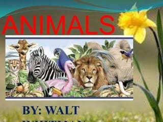 ANIMALS

BY: WALT

 