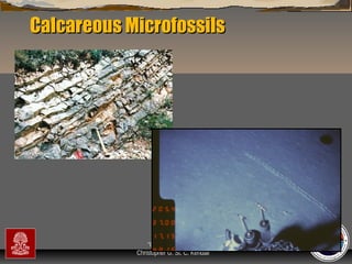 Calcareous Microfossils

“Clastic Hierarchies”
Christopher G. St. C. Kendall

 