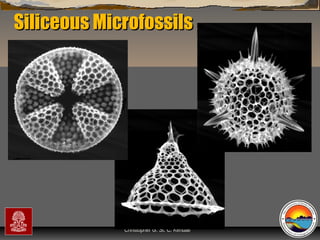 Siliceous Microfossils

“Clastic Hierarchies”
Christopher G. St. C. Kendall

 
