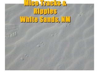 Mice Tracks &
Ripples
White Sands, NM

“Clastic Hierarchies”
Christopher G. St. C. Kendall

 
