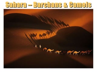 Sahara – Barchans & Camels

“Clastic Hierarchies”
Christopher G. St. C. Kendall

 