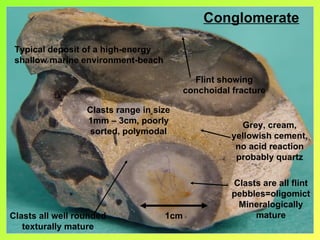 Conglomerate

 Typical deposit of a high-energy
 shallow marine environment-beach

                                            Flint showing
                                          conchoidal fracture

                  Clasts range in size
                  1mm – 3cm, poorly
                                                       Grey, cream,
                   sorted, polymodal
                                                     yellowish cement,
                                                      no acid reaction
                                                      probably quartz

                                                     Clasts are all flint
                                                     pebbles=oligomict
                                                      Mineralogically
Clasts all well rounded             1cm                   mature
   texturally mature
 