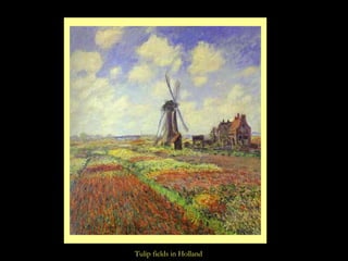 Tulip fields in Holland 