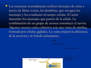  Las neuronas normalmente reciben mensajes de otras aLas neuronas normalmente reciben mensajes de otras a
través de fibras cortas, las dendritas, que recogen lostravés de fibras cortas, las dendritas, que recogen los
mensajes y los conducen al cuerpo celular. El axónmensajes y los conducen al cuerpo celular. El axón
transmite los mensajes que parten de la célula. Latransmite los mensajes que parten de la célula. La
combinación de un grupo de axones constituye el nervio.combinación de un grupo de axones constituye el nervio.
Algunos axones están cubiertos con una vaina de mielina,Algunos axones están cubiertos con una vaina de mielina,
formada por células gigliales. La vaina mejora la eficienciaformada por células gigliales. La vaina mejora la eficiencia
de la neurona y le brinda aislamiento.de la neurona y le brinda aislamiento.
Dendritas
Núcleo de la célula
Cuerpo de la
Neuronacelular
Botones terminales
 