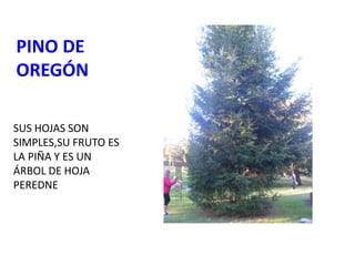 PINO DE
OREGÓN
SUS HOJAS SON
SIMPLES,SU FRUTO ES
LA PIÑA Y ES UN
ÁRBOL DE HOJA
PEREDNE
 