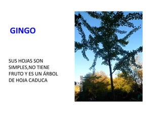 GINGO
SUS HOJAS SON
SIMPLES,NO TIENE
FRUTO Y ES UN ÁRBOL
DE HOJA CADUCA
 