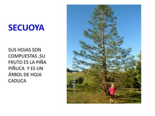 SECUOYA
SUS HOJAS SON
COMPUESTAS ,SU
FRUTO ES LA PIÑA
PIÑUCA Y ES UN
ÁRBOL DE HOJA
CADUCA
 