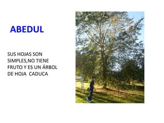 ABEDUL
SUS HOJAS SON
SIMPLES,NO TIENE
FRUTO Y ES UN ÁRBOL
DE HOJA CADUCA
 