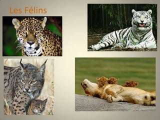 Les Félins