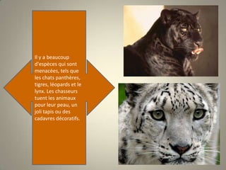 Il y a beaucoup d'espèces qui sont menacées, tels que les chats panthères, tigres, léopards et le lynx. Les chasseurs tuent les animaux pour leur peau, un joli tapis ou des cadavres décoratifs.