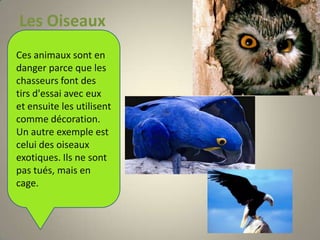 Les OiseauxCes animaux sont en danger parce que les chasseurs font des tirs d'essai avec eux et ensuite les utilisent comme décoration. Un autre exemple est celui des oiseaux exotiques. Ils ne sont pas tués, mais en cage.