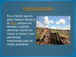  Es un factor que en
 gran manera afecta a
 la tierra porque los
 árboles y plantas
 demoran mucho en
 volver a crecer y son
 elementos
 importantes para el
 medio ambiente.
 