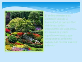 El ambiente natural es
elemento vital de la
humanidad ya que sin él no
viviríamos, todos
necesitamos de las plantas,
los animales y todos
aquellos elementos que
componen el ambiente
natural que reverse nuestro
entorno.
 