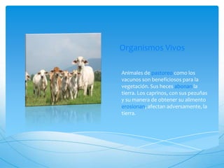 Organismos Vivos

Animales de pastoreo como los
vacunos son beneficiosos para la
vegetación. Sus heces abonan la
tierra. Los caprinos, con sus pezuñas
y su manera de obtener su alimento
erosionan, afectan adversamente, la
tierra.
 