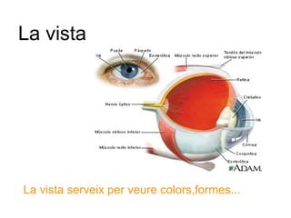 La vista




La vista serveix per veure colors,formes...
 