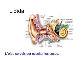 L'oïda




L´oïda serveix per escoltar les coses.
 