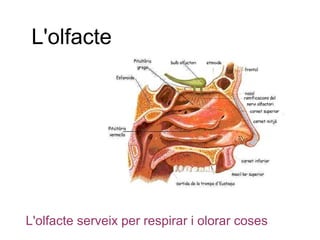 L'olfacte




L'olfacte serveix per respirar i olorar coses
 