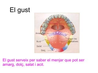 El gust




El gust serveix per saber el menjar que pot ser
amarg, dolç, salat i acit.
 