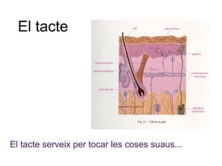 El tacte




El tacte serveix per tocar les coses suaus...
 