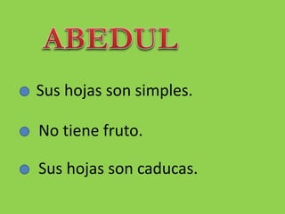 Sus hojas son simples.
No tiene fruto.
Sus hojas son caducas.