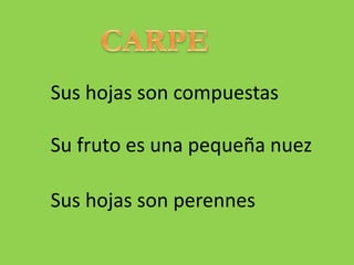 Sus hojas son compuestas
Su fruto es una pequeña nuez
Sus hojas son perennes